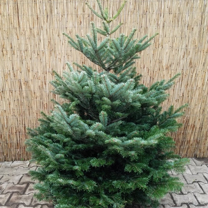 Weihnachtsbaum - Nordmanntanne