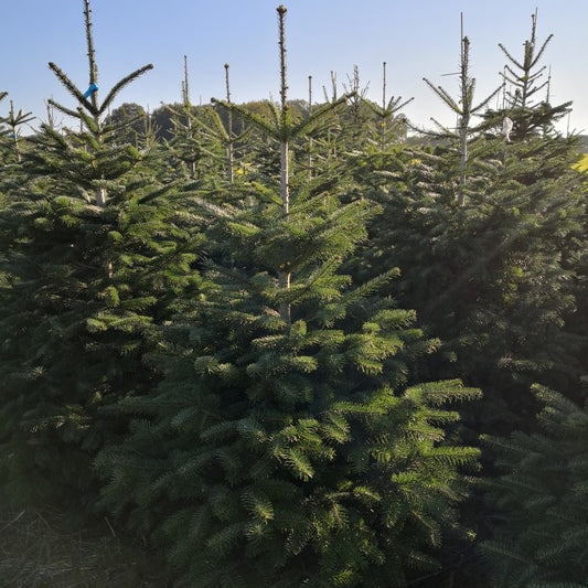 Weihnachtsbaum - Nordmanntanne