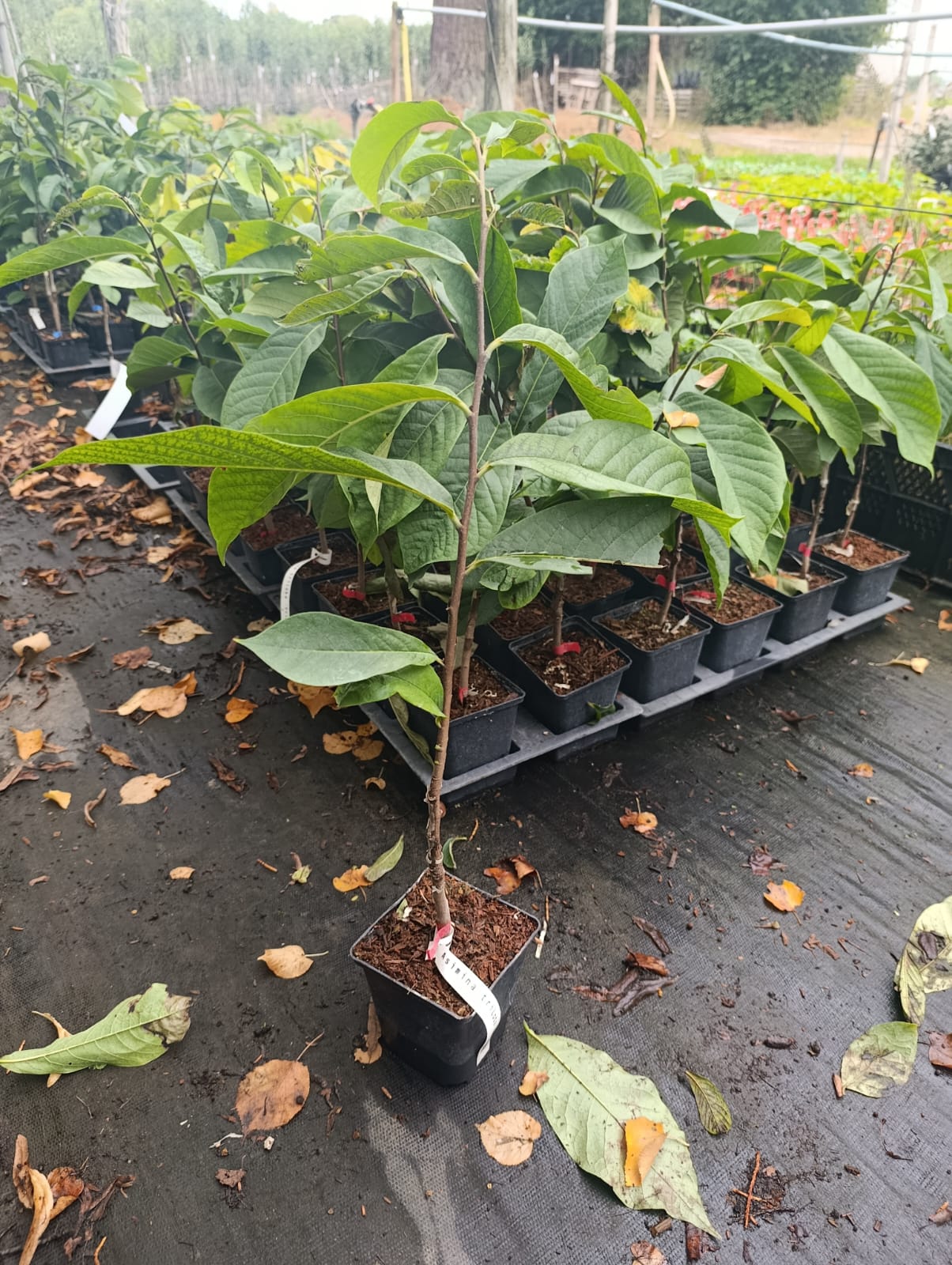 Indianerbanane - Paw Paw - Asimina triloba