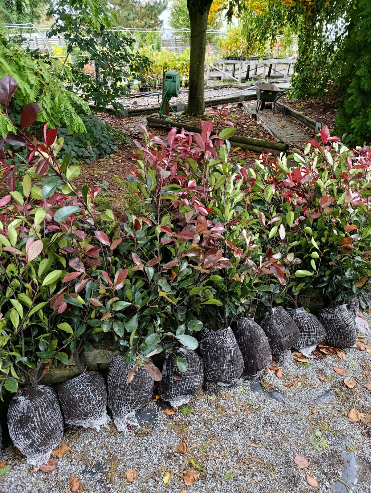 Glanzmispel - Photinia