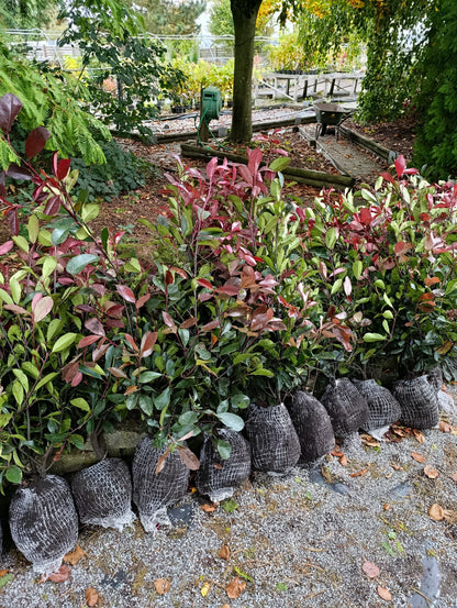 Glanzmispel - Photinia