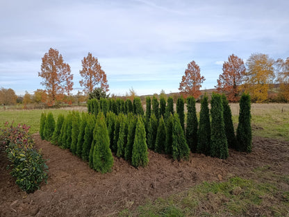 Lebensbaum Thuja Smaragd