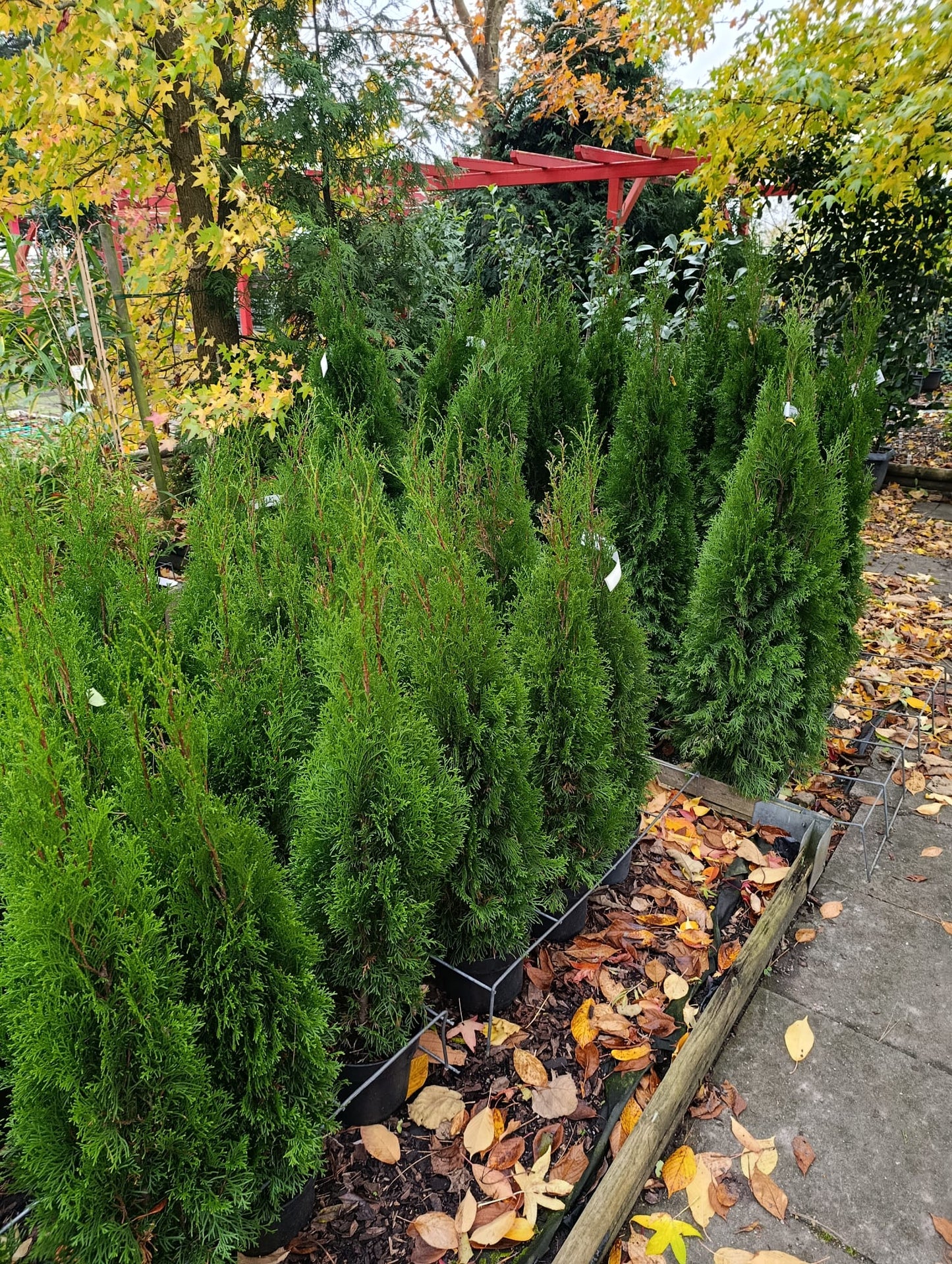 Lebensbaum Thuja Smaragd