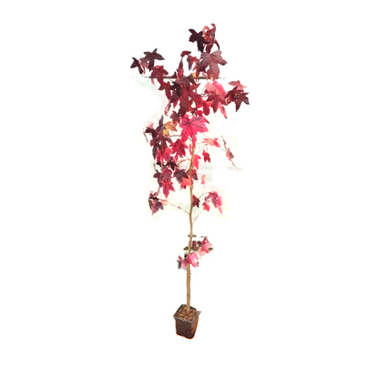 Amberbaum