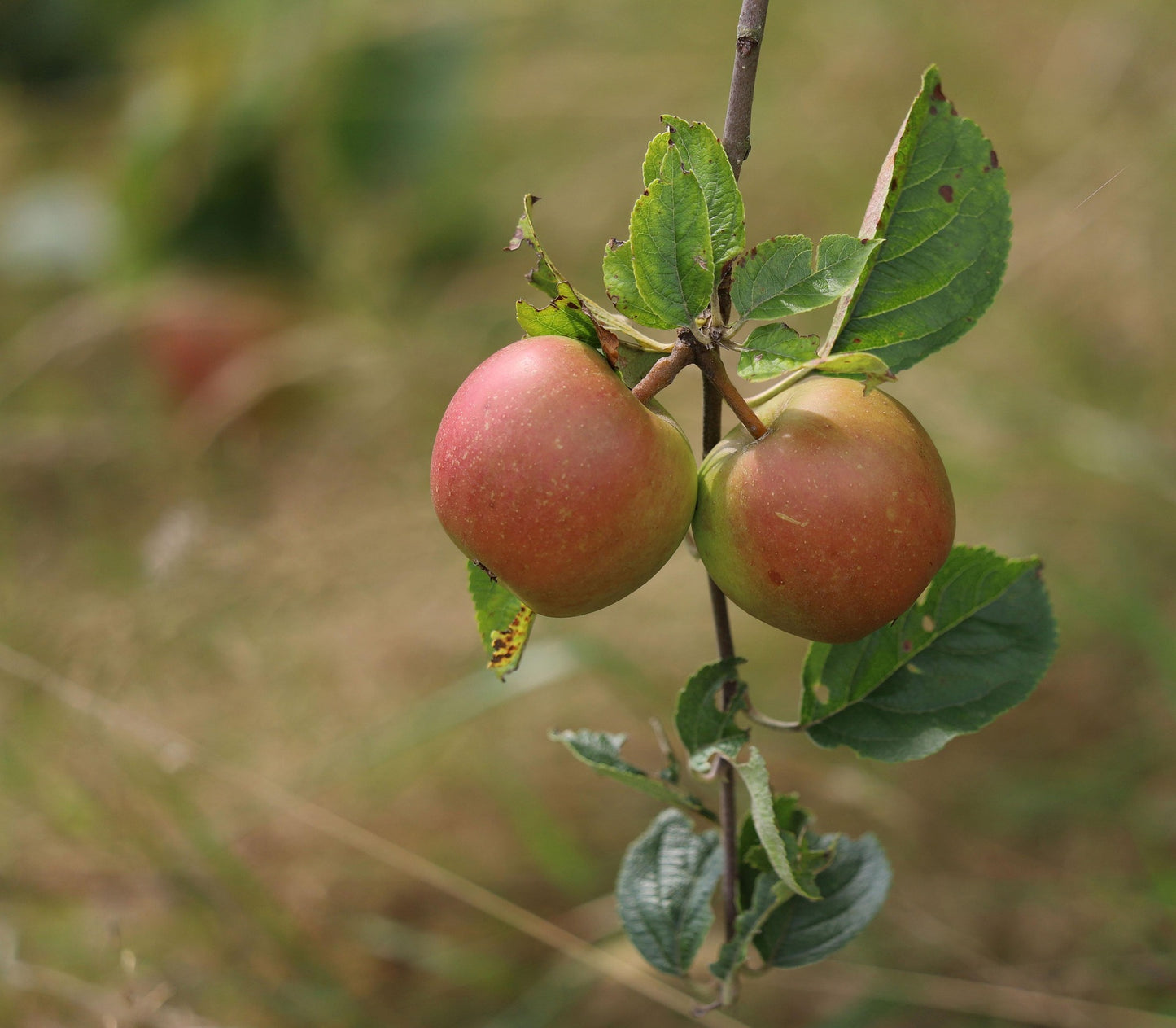 Apfelbaum