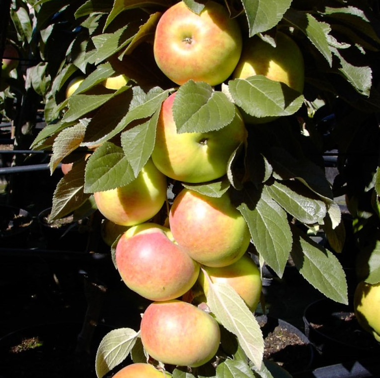 Säulenapfel