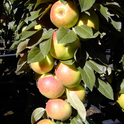 Säulenapfel
