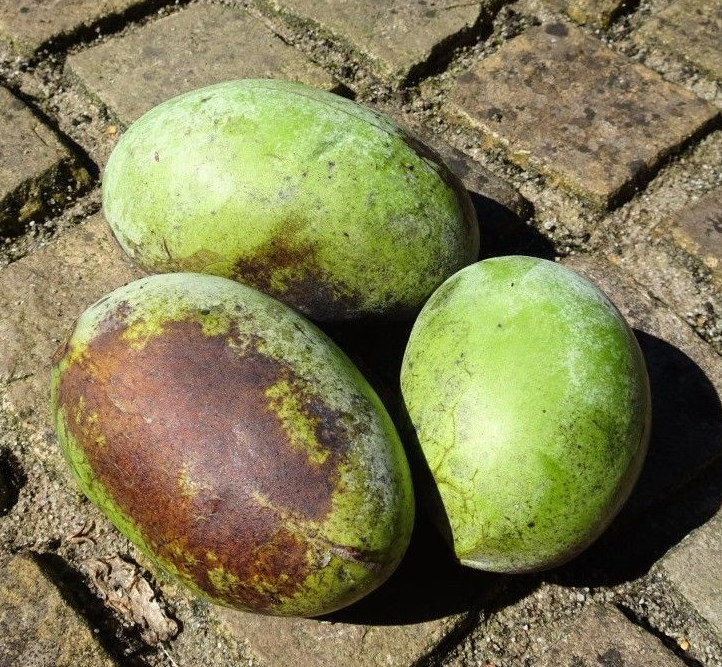 Indianerbanane - Paw Paw