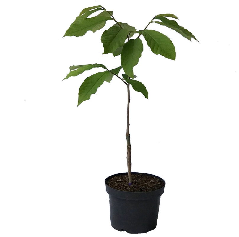 Indianerbanane - Paw Paw