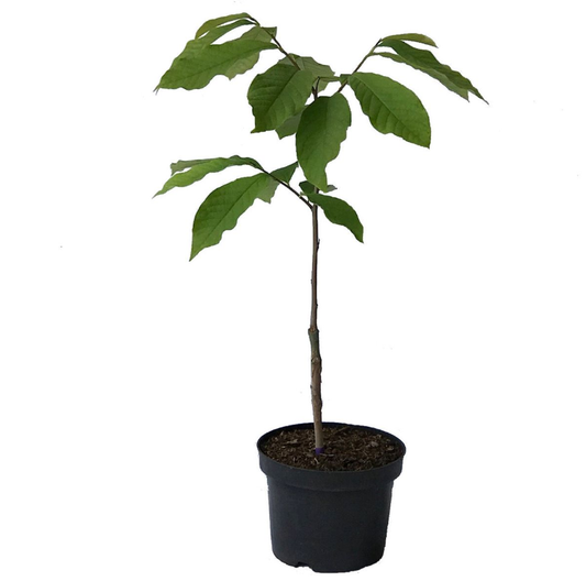 Indianerbanane - Paw Paw
