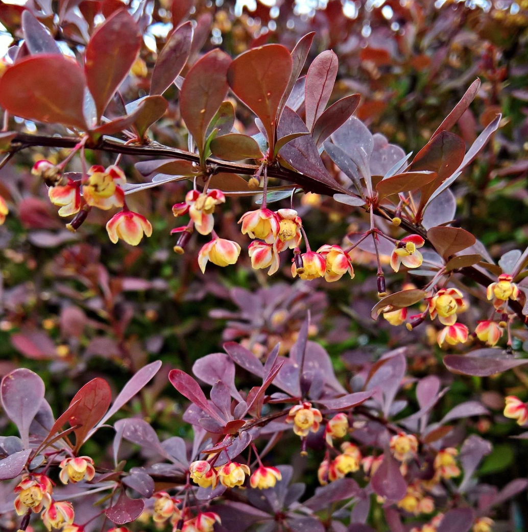 Rote Heckenberberitze - Sauerdorn