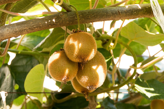 Kiwi selbstfruchtbar
