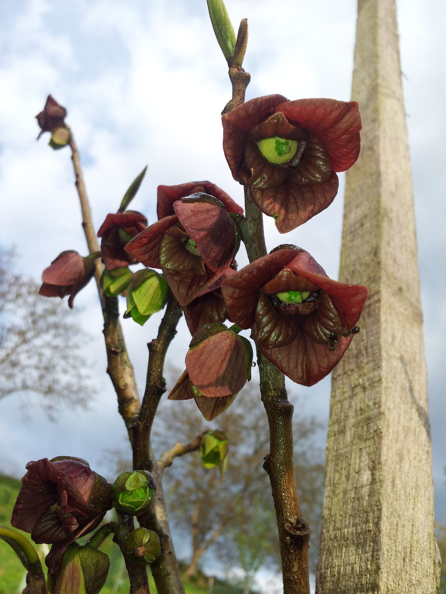 Indianerbanane - Paw Paw - Asimina triloba