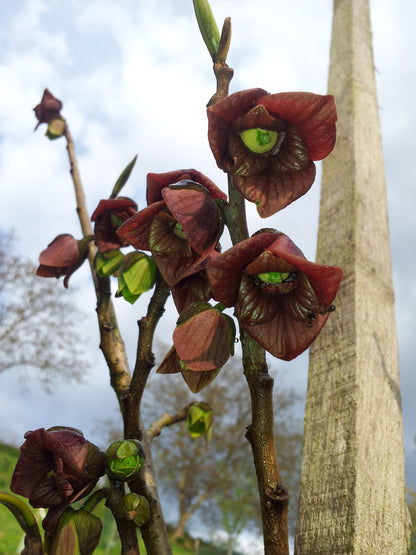 Indianerbanane - Paw Paw - Asimina triloba