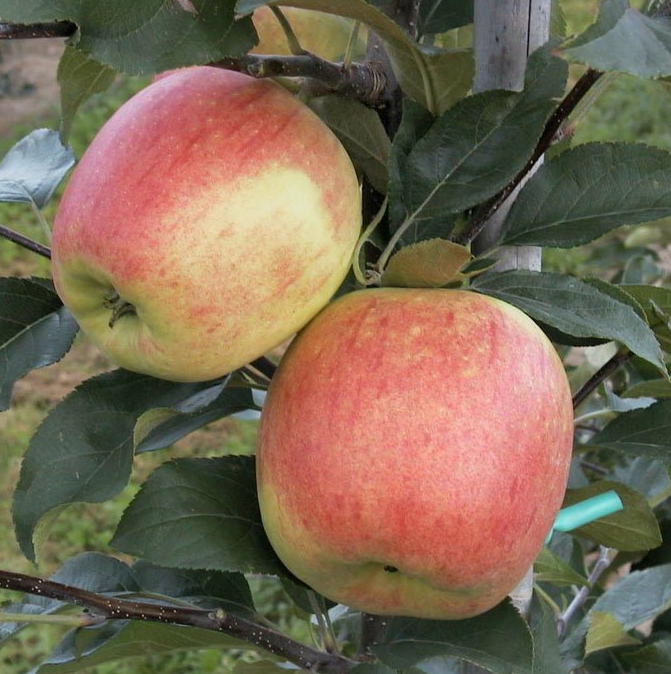 Apfelbaum