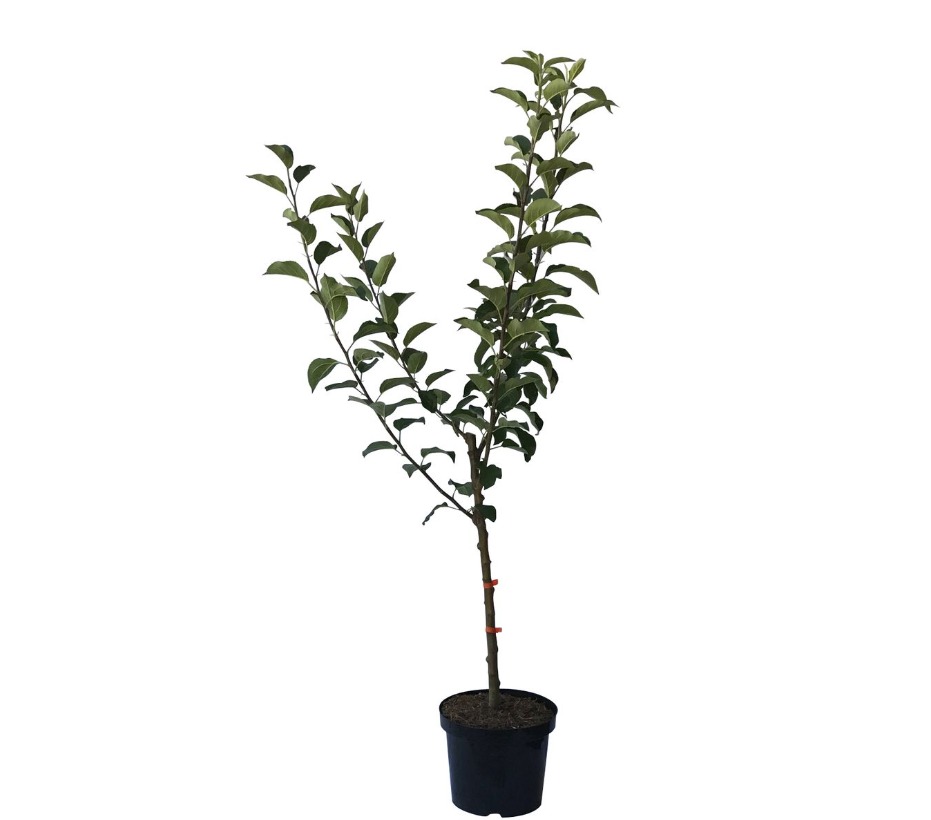4-Sorten Apfelbaum