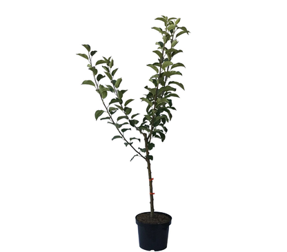 4-Sorten Apfelbaum