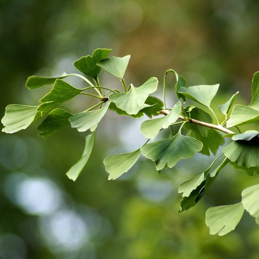 Ginkgo biloba