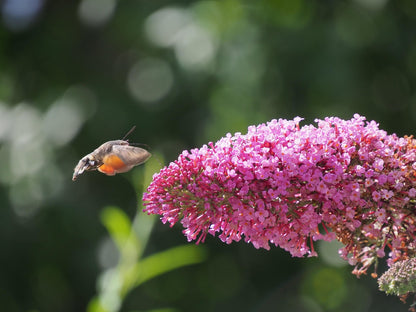 Schmetterlingsflieder - Sommerflieder
