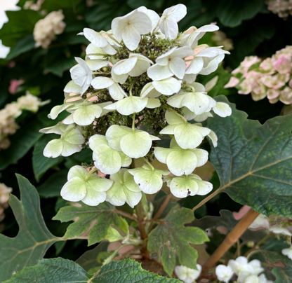Hortensie