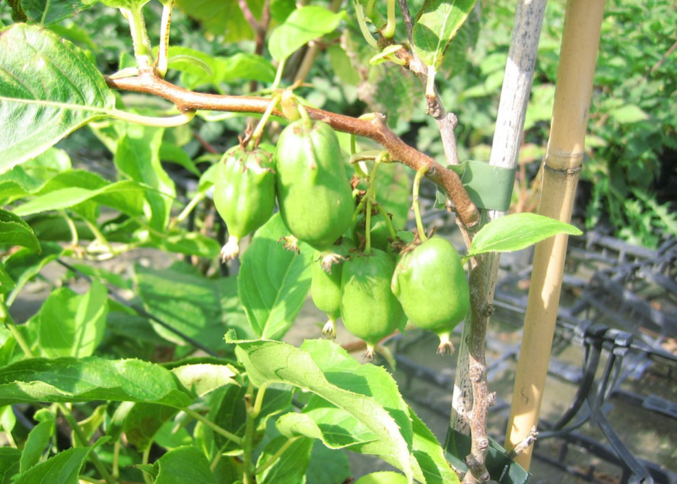 Kiwi selbstfruchtbar