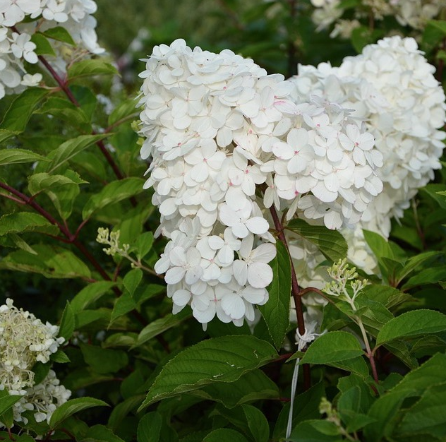 Hortensie
