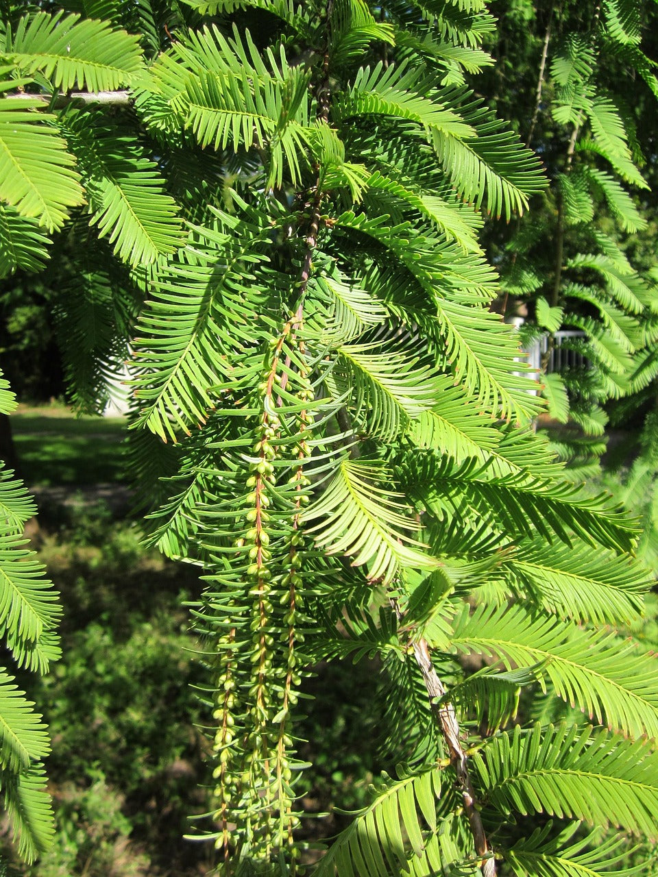 Mammutbaum - Metasequoia