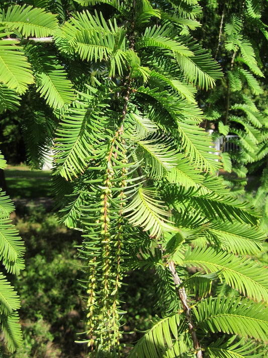 Mammutbaum - Metasequoia