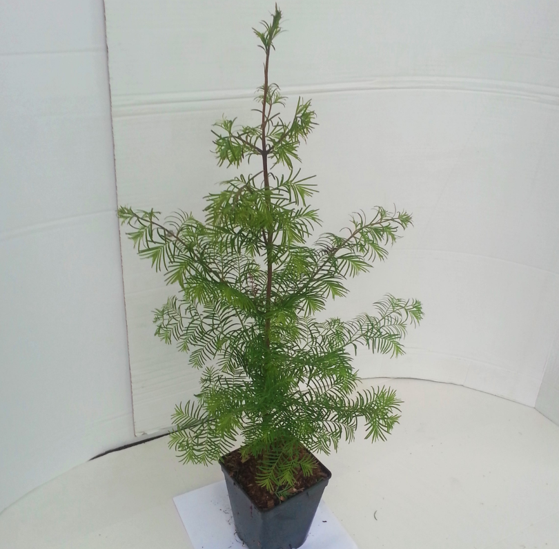 Mammutbaum - Metasequoia