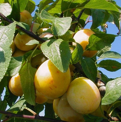 Mirabelle