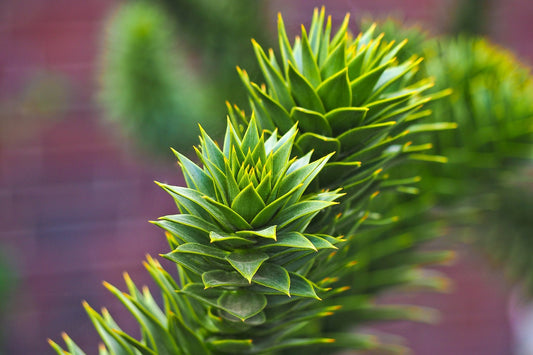 Araucaria araucana