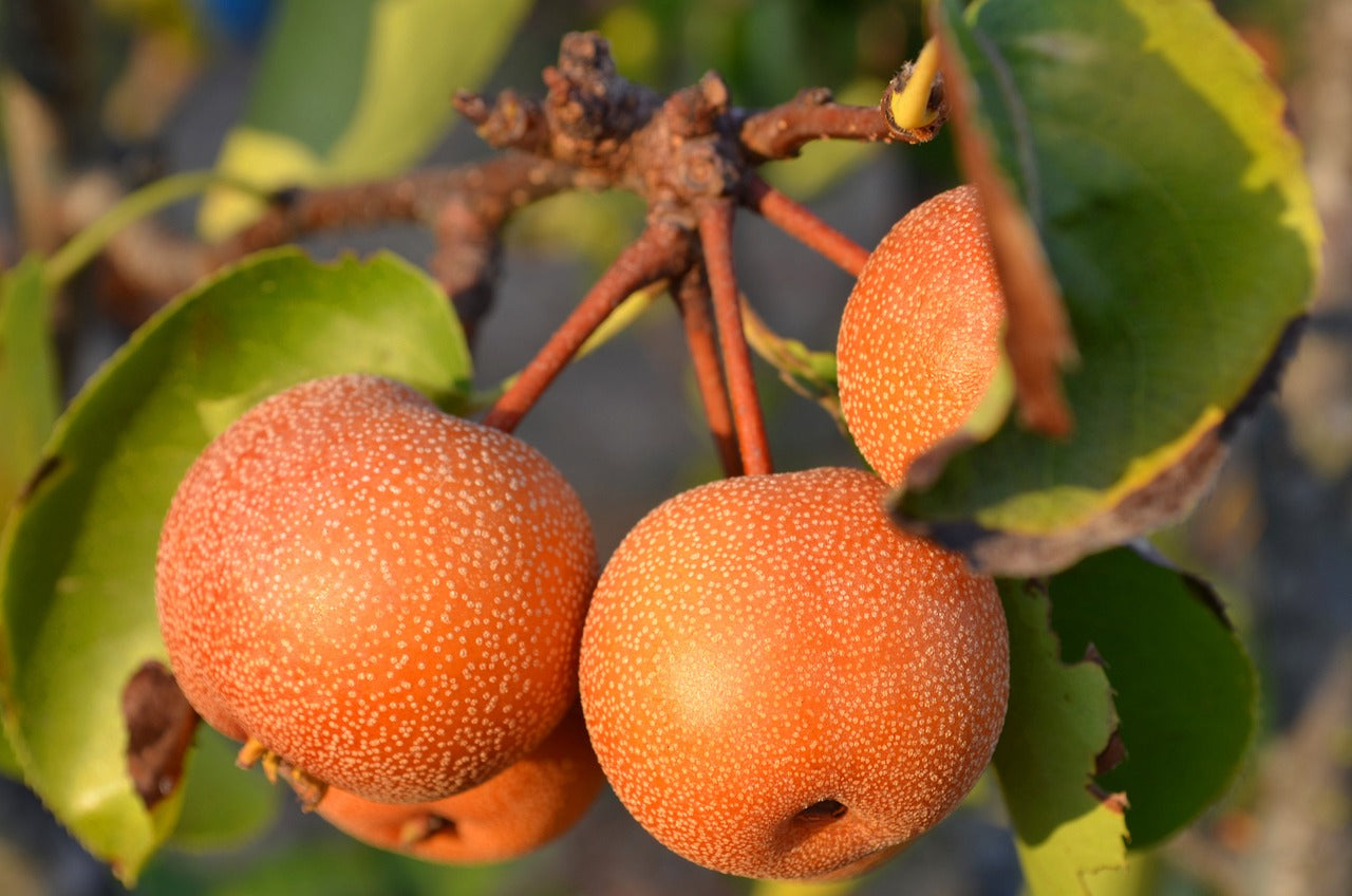 Nashi - Asiatische Birne