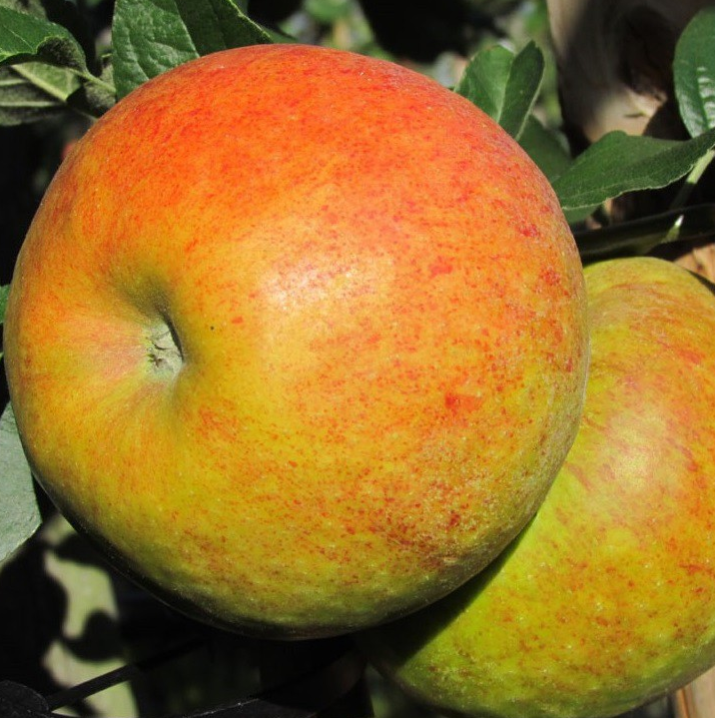Apfelbaum