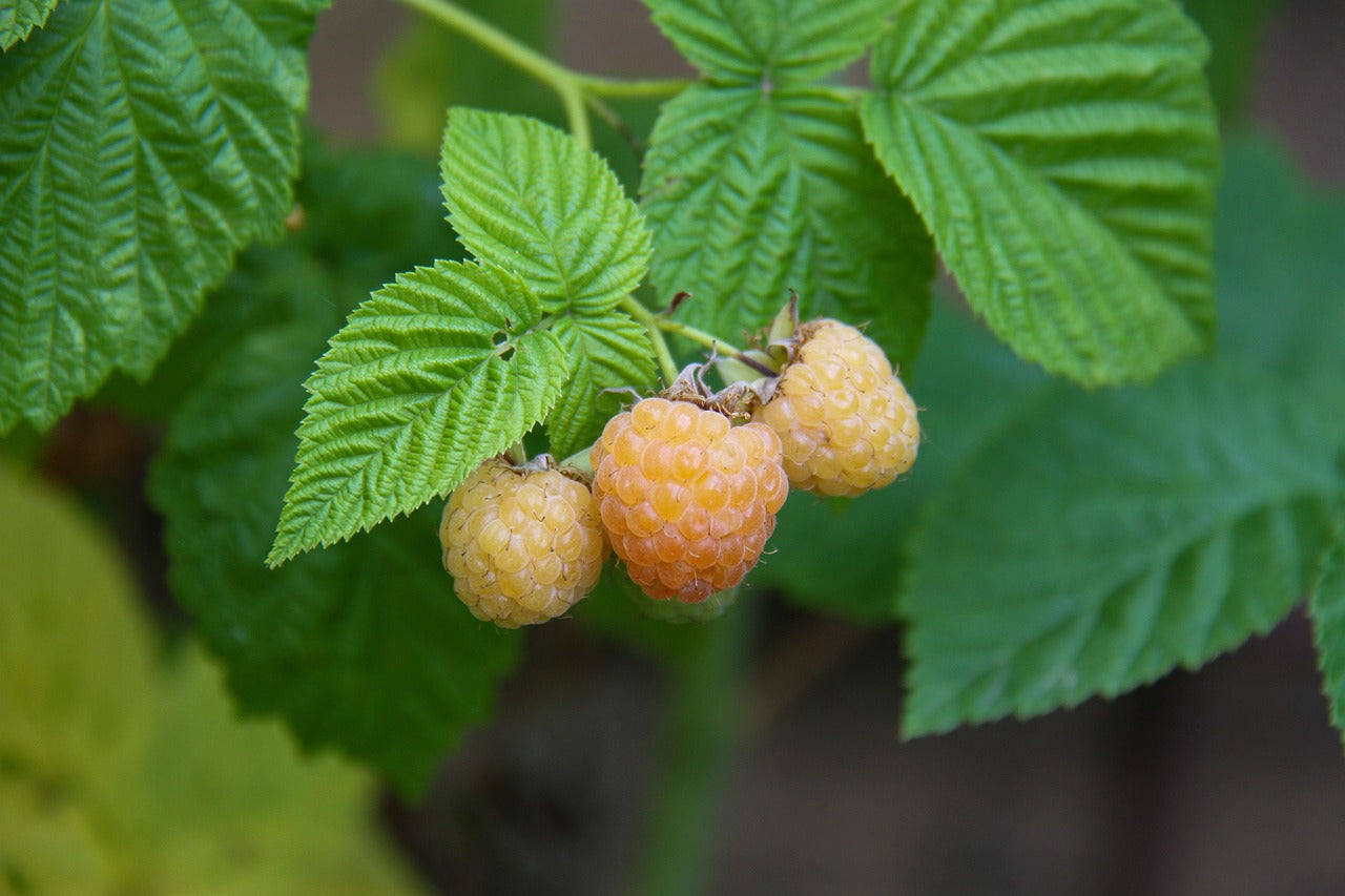 Himbeere