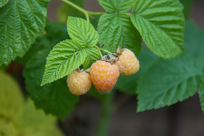 Himbeere