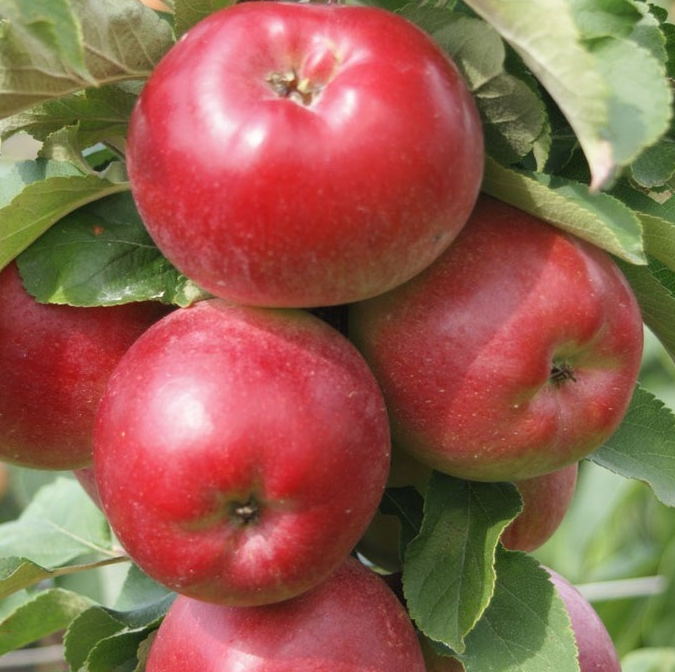 Säulenapfel