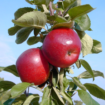 Säulenapfel