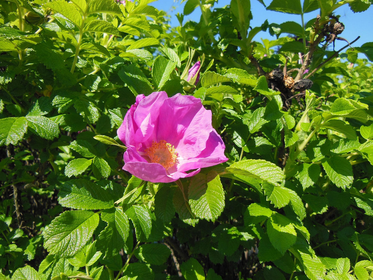 Kartoffelrose - Apfelrose