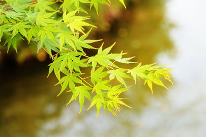 Japanischer Ahorn