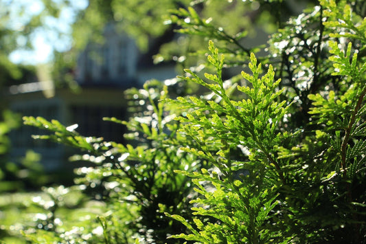 Lebensbaum Thuja Brabant