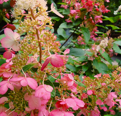 Hortensie